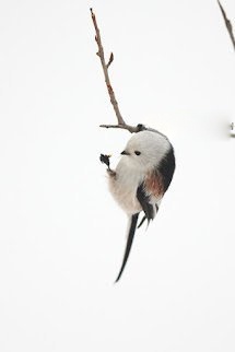 Bìa truyện Thượng Đế Phù Hộ