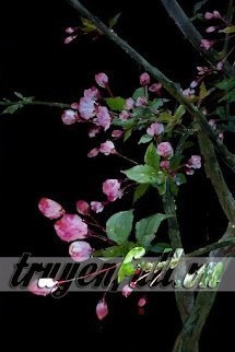 Bìa truyện Thập Thế Đợi Quân An