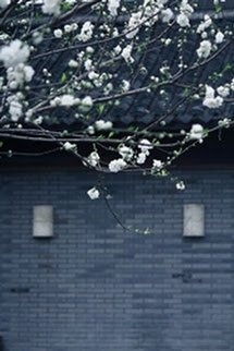 Bìa truyện Lê Hoa Hựu Khai Phóng (Hoa Lê Lại Nở)
