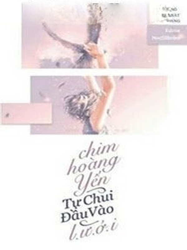 Chim Hoàng Yến Tự Chui Đầu Vào Lưới