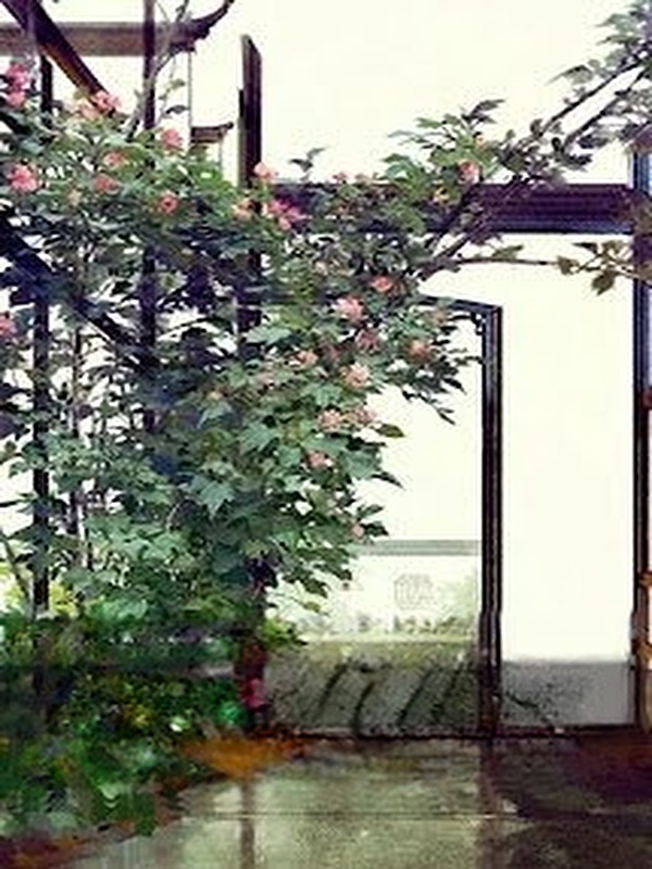 Xuyên Nhanh: Cứu Vớt Cuộc Đời Nhân Vật Chính