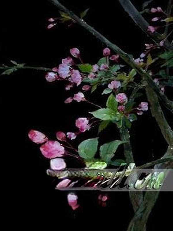 Xuyên Qua Tìm Được Hạnh Phúc