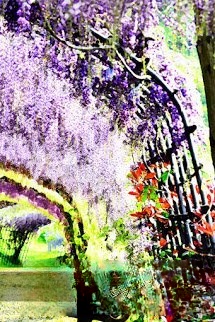 Hoa Tử Đằng Nở Đầy Trên Hàng Rào
