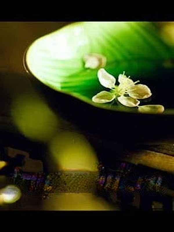 Dư Vị Trà Tâm