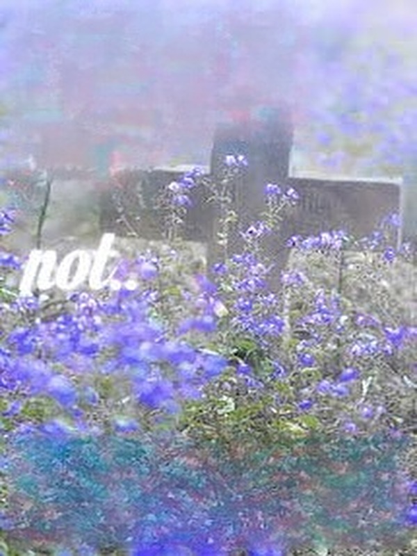 Forget Me Not