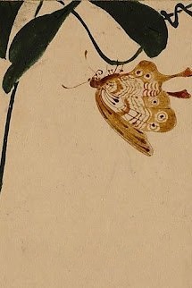 Độc Hồ Điệp