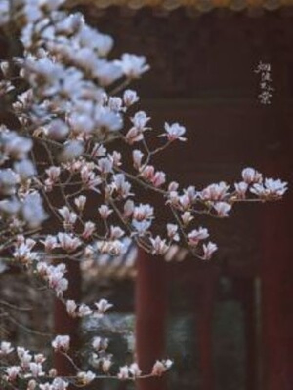 Đào Hoa Tận, Cố Nhân Quy